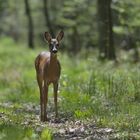 Schmalreh im Wald