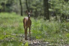 Schmalreh im Wald