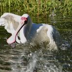 Schmalschnabel-Löffler - Vogelpark Niendorf 2006