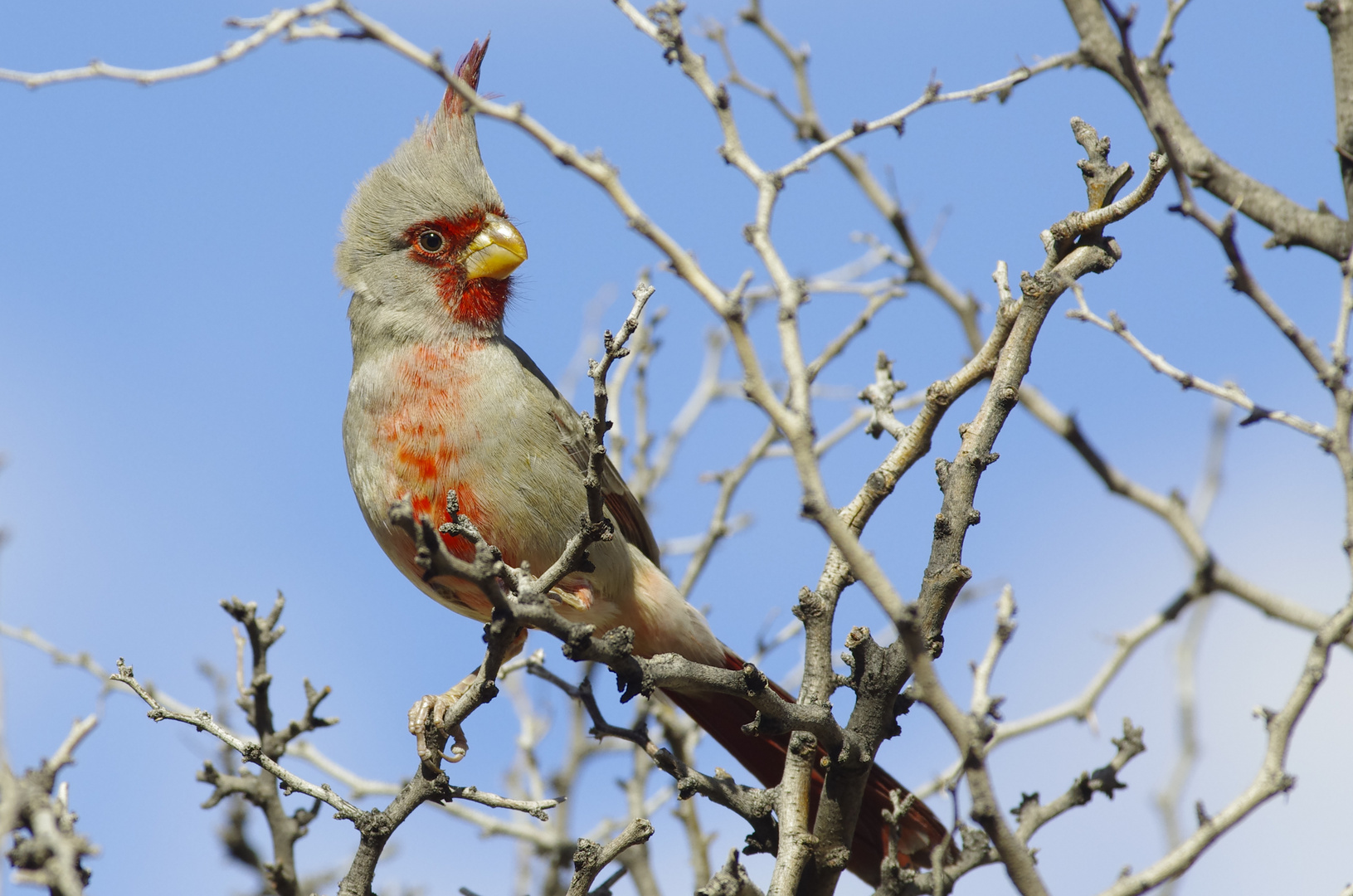 Schmalschnabelkardinal (Cardinalis sinuatus)