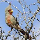 Schmalschnabelkardinal (Cardinalis sinuatus)