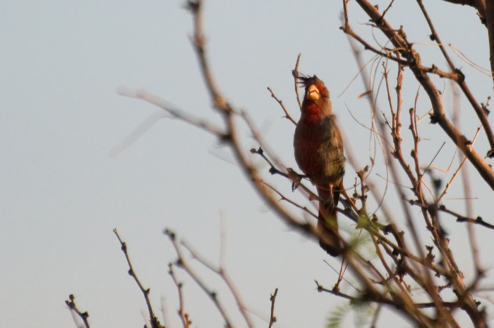 Schmalschnabelkardinal - Pyrrhuloxia (Cardinalis sinuatus)