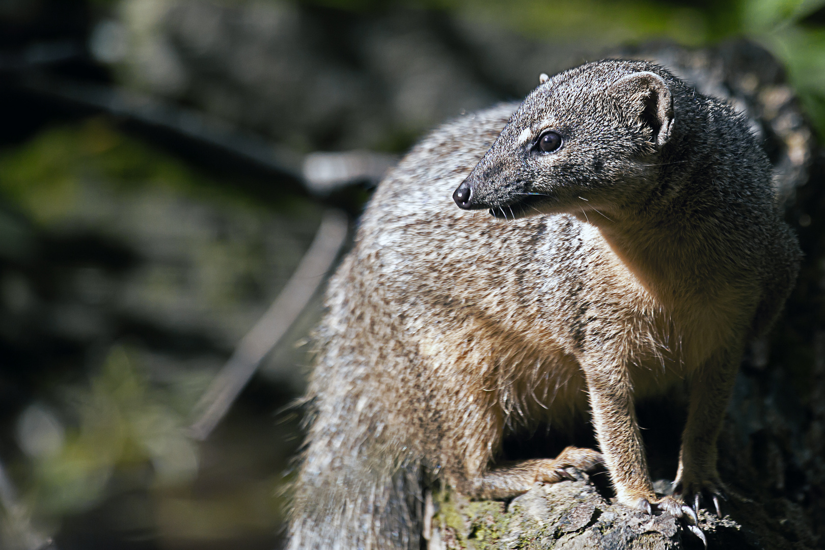 Schmalstreifenmungo (Mungotictis decemlineata)