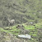 Schmaltier (Hirsch) auf der Lichtung 