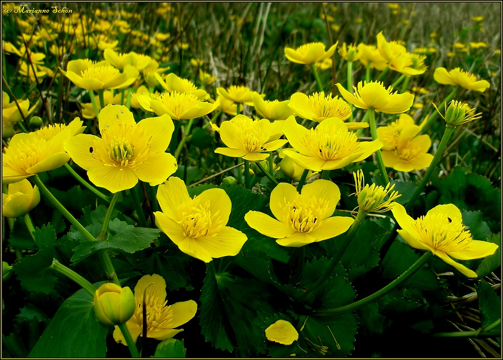 Schmalz, Butter, Eierblume, Wiesengold oder Goldrose...