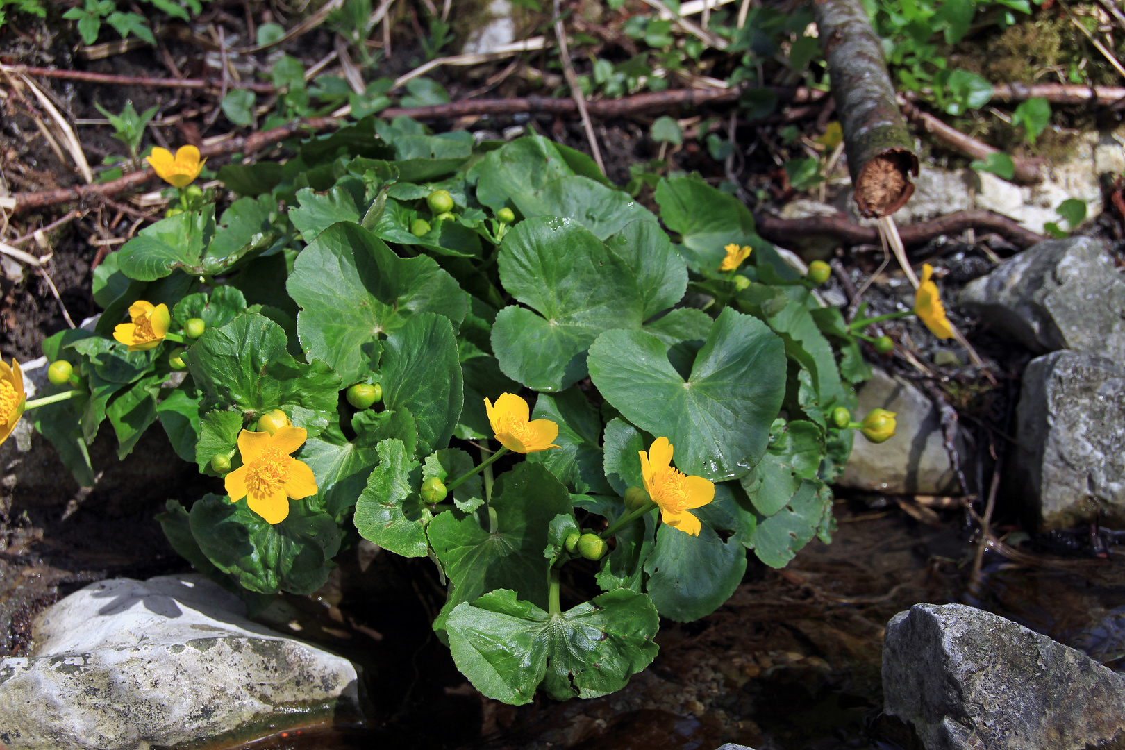 Schmalzblume am Bach