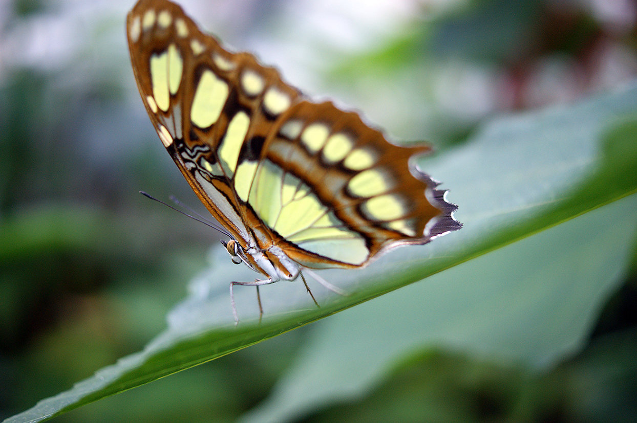 ..Schmandlecker ( Lepidoptera )