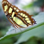 ..Schmandlecker ( Lepidoptera )