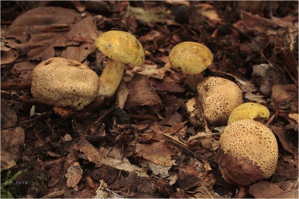 Schmarotzer Fotos & Bilder auf