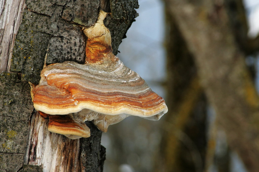 Schmarotzer Foto & Bild pflanzen, pilze & flechten, pilze & flechten