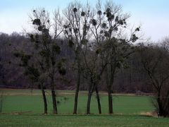 -Schmarotzer- Heute aus dem Auto fotografiert