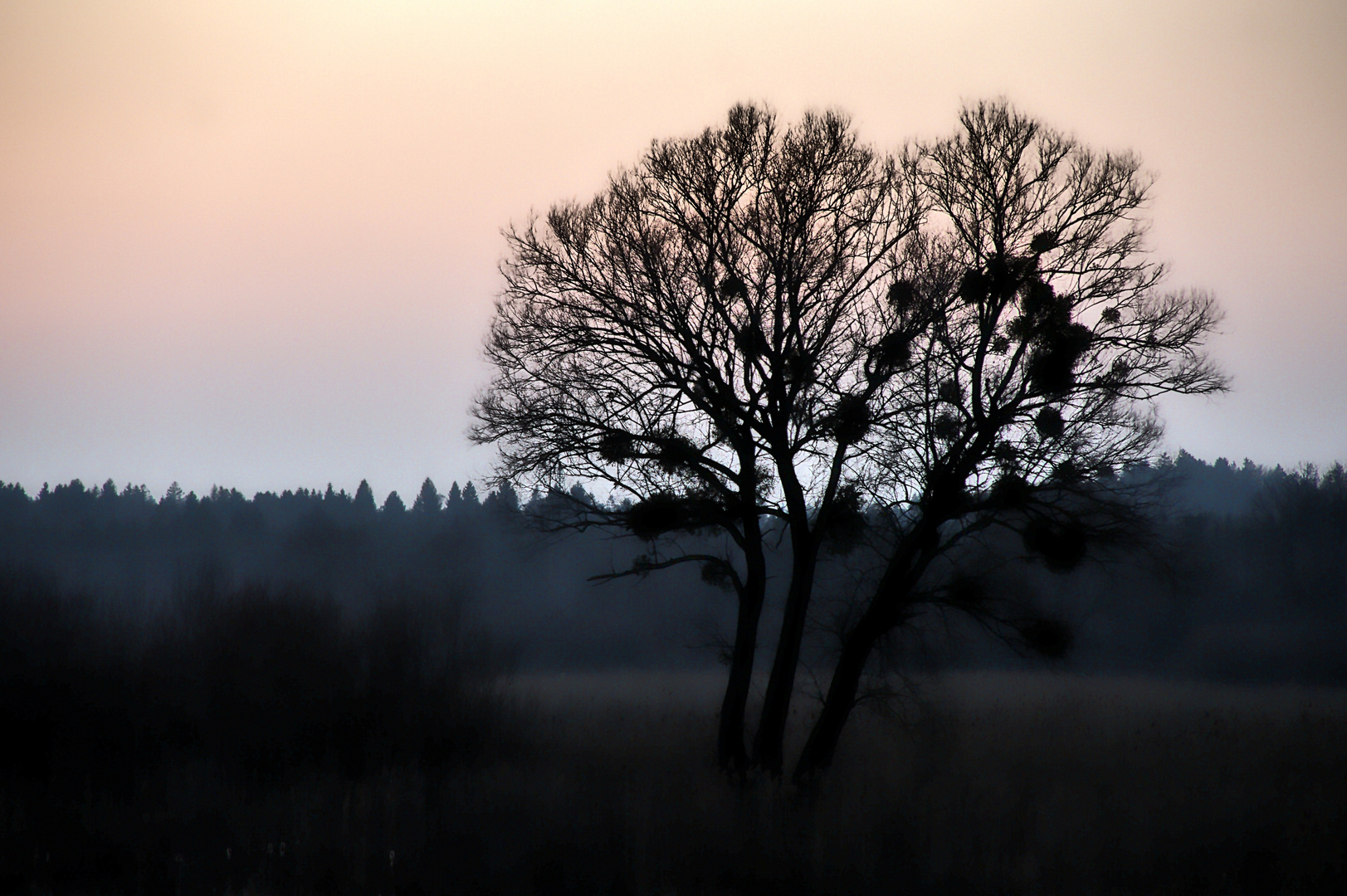 Schmarotzer im Abendrot