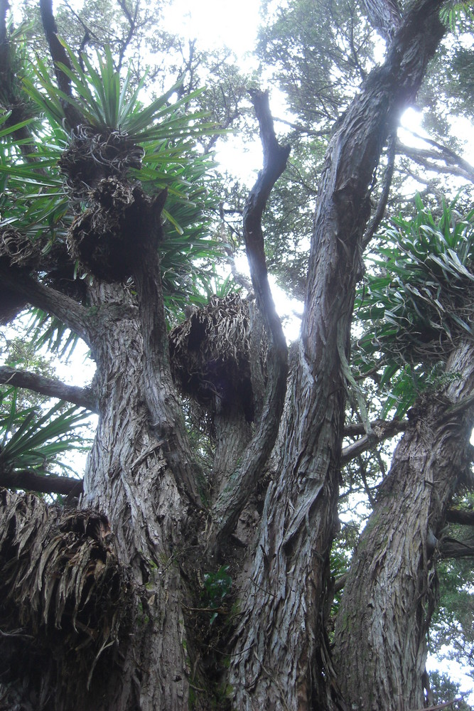 Schmarotzer im Baum