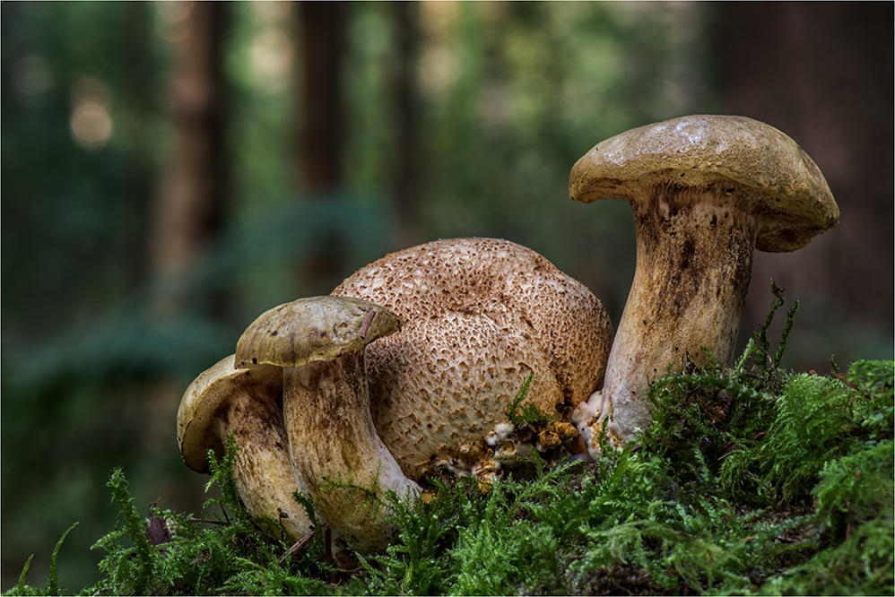 Schmarotzer-Röhrling (Pseudoboletus parasiticus)