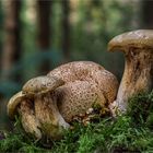 Schmarotzer-Röhrling (Pseudoboletus parasiticus)