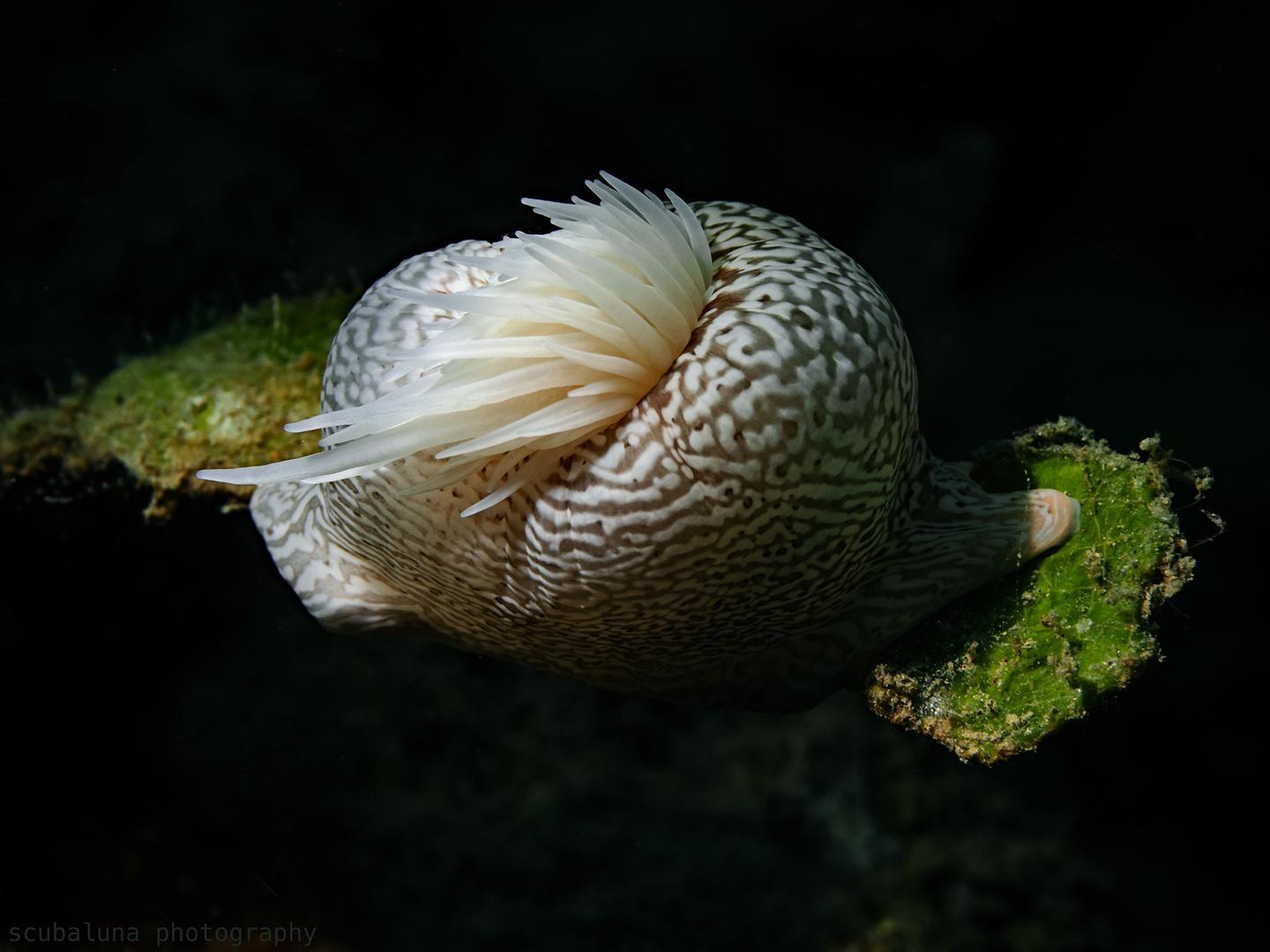 Schmarotzeranemone