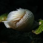 Schmarotzeranemone