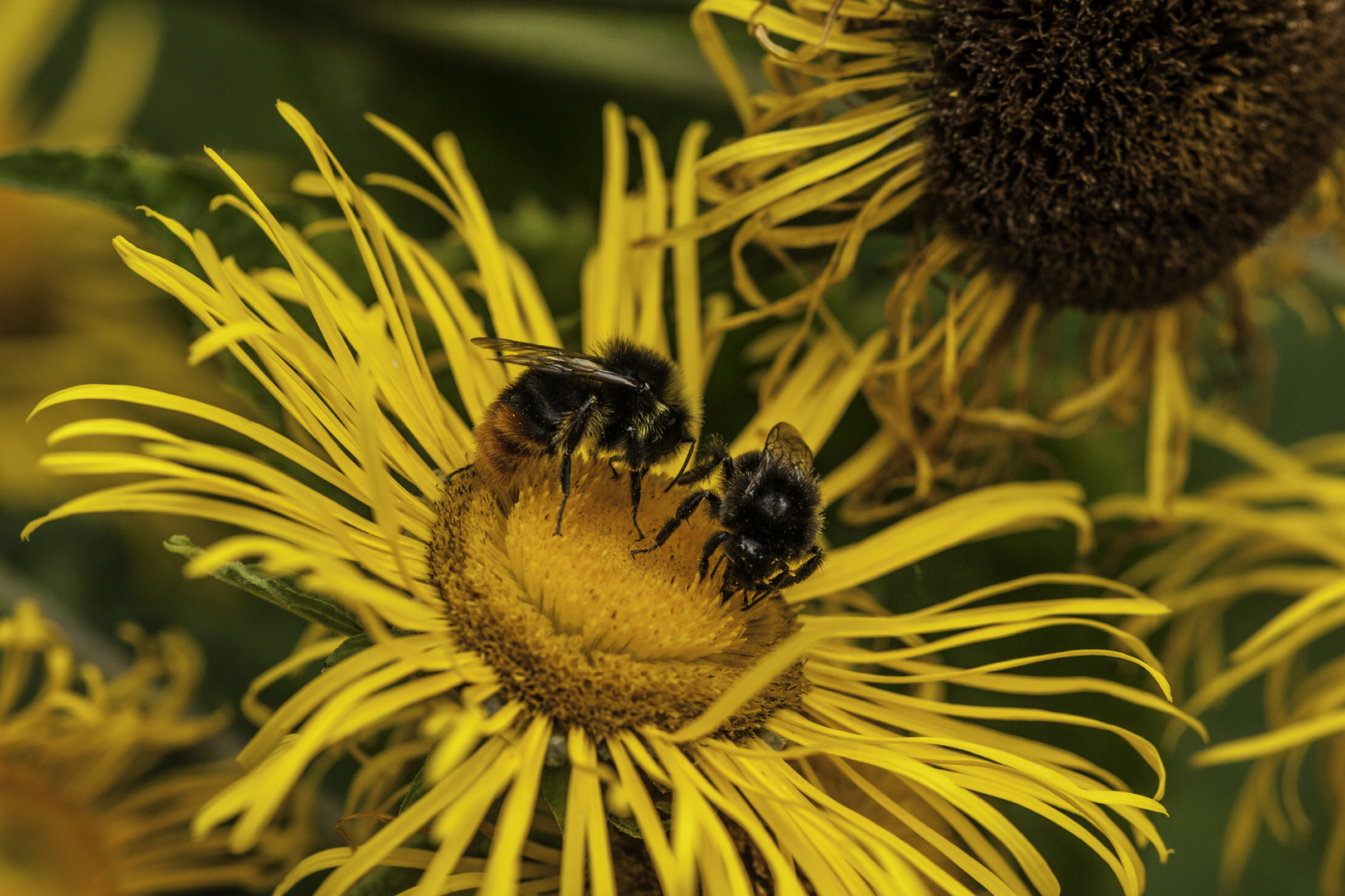 Schmarotzerhummel