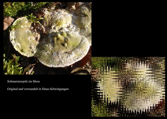 Schmarotzerpilz mit Schwingungen