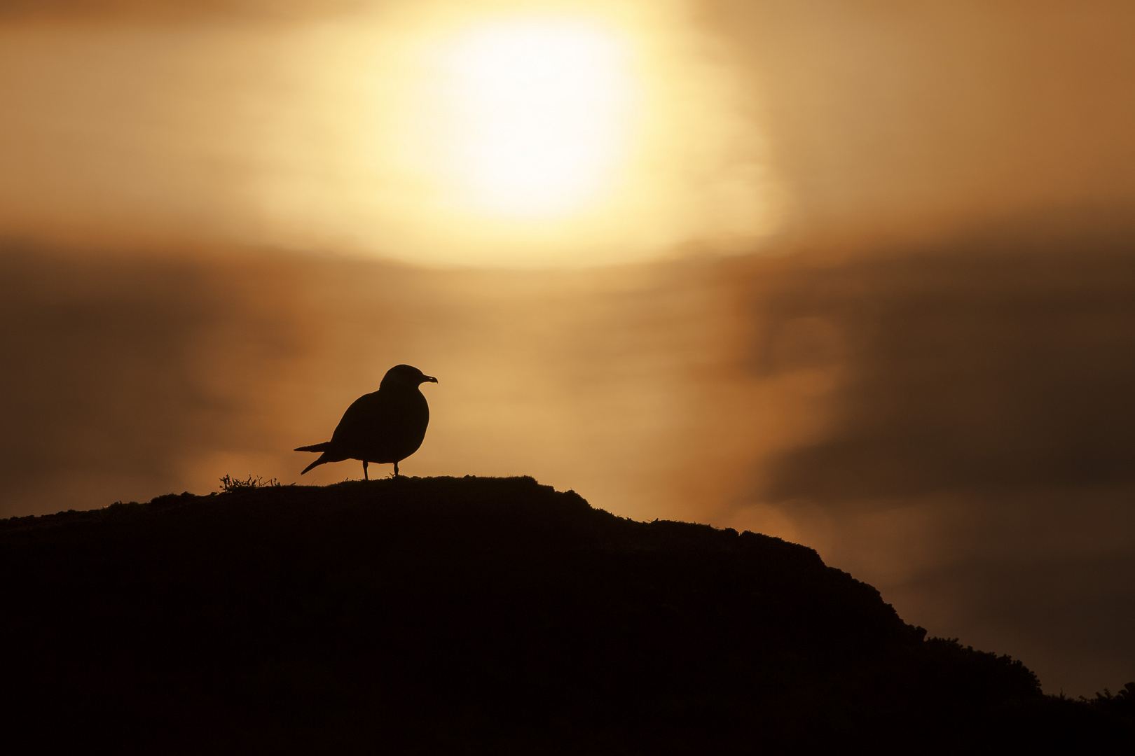 Schmarotzerraubmöwe im Abendlicht