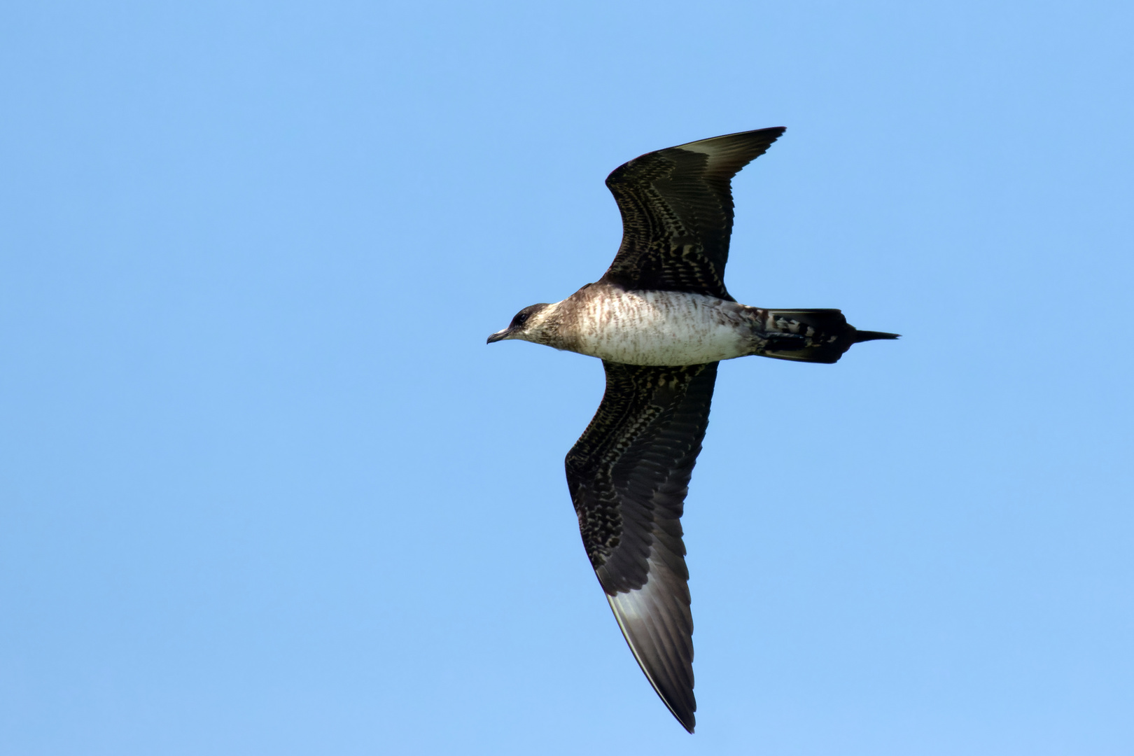 Schmarotzerraubmöwe - (Stercorarius parasiticus)