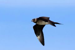 Schmarotzerraubmöwe - (Stercorarius parasiticus) an der Nordsee