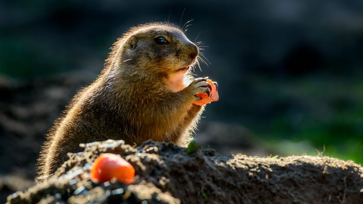 "Schmatz ..., Hauptsache Bio ..."