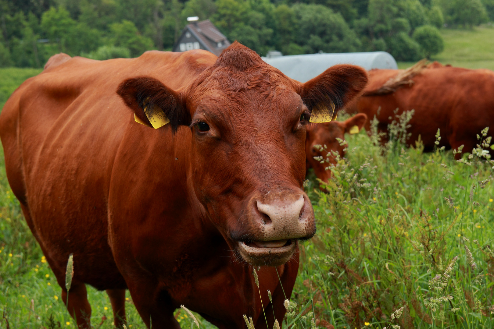 Schmecken die Gräser lecker!