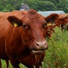 Schmecken die Gräser lecker!