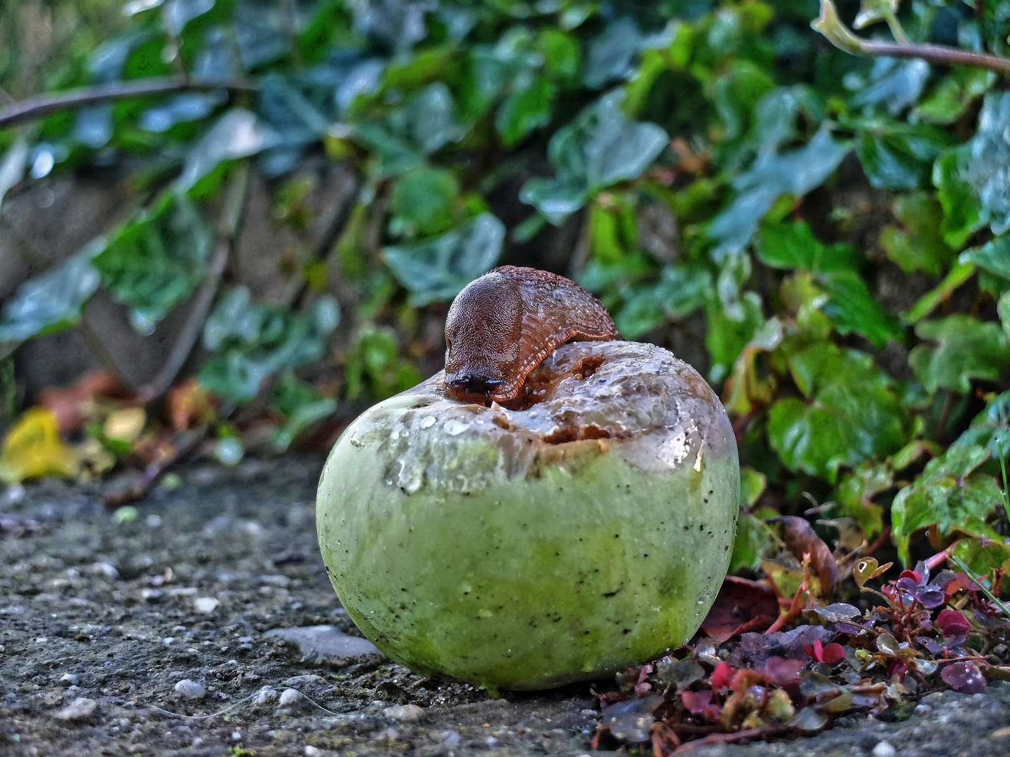 "Schmecken lassen" - Obstfresser im heimischen Garten