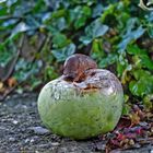 "Schmecken lassen" - Obstfresser im heimischen Garten