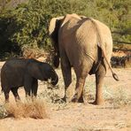 Schmecken Trockensträucher dem Elefantenjungen?