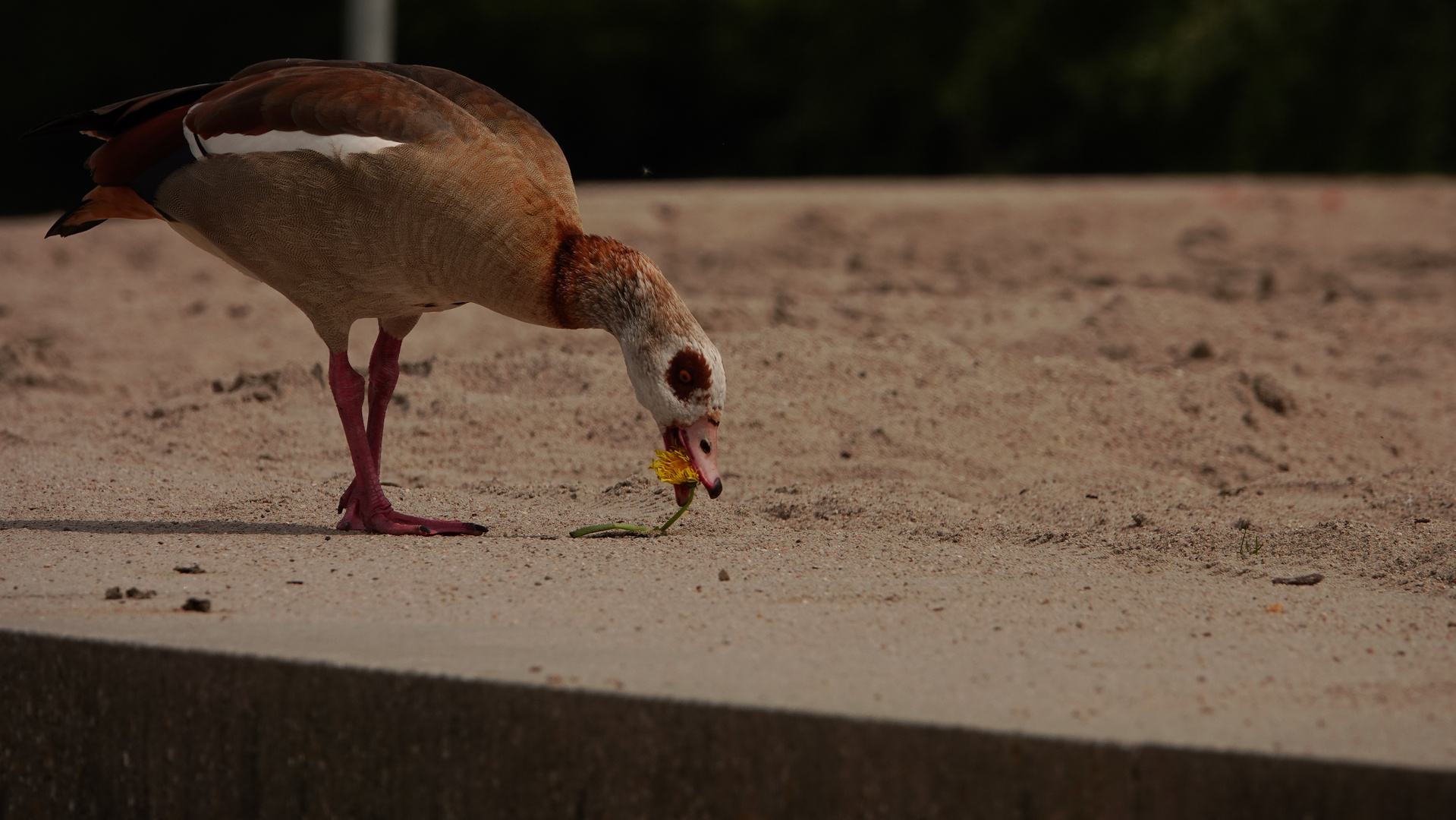 Schmeckt