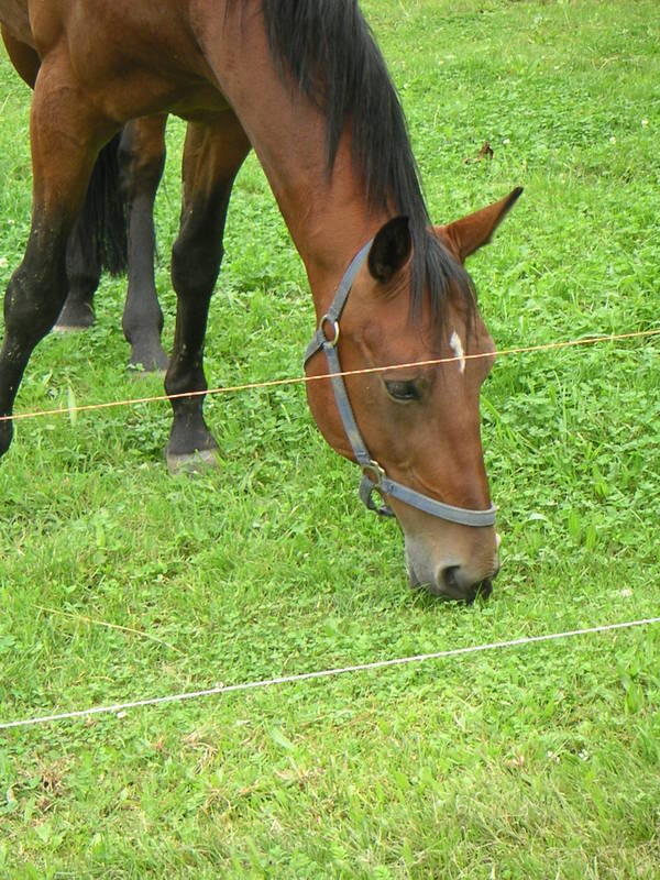 Schmeckt das Gras auf dieser Seite besser?!