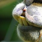 Schmeckt irgendwie welk!