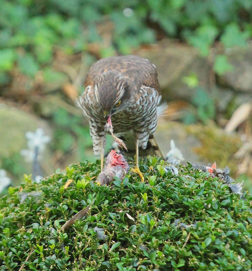 schmeckt lecker......