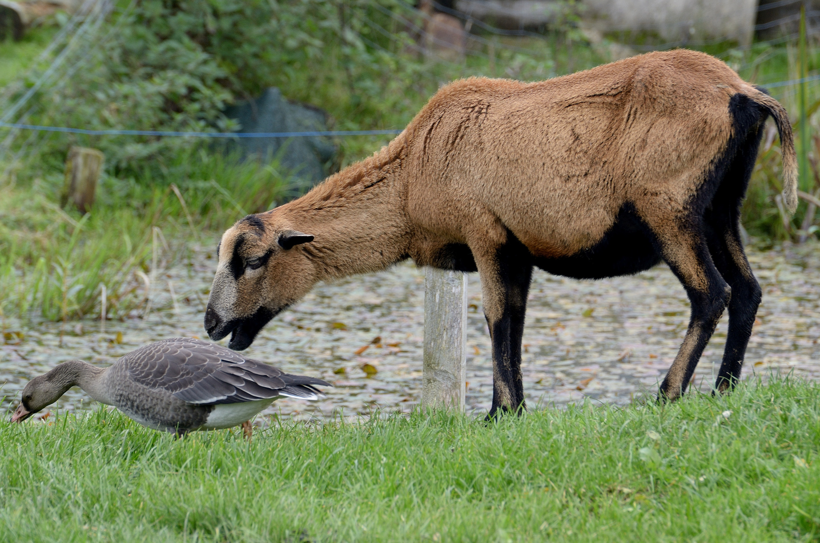 Schmeckt lecker lecker - mein Gänschen