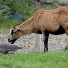 Schmeckt lecker lecker - mein Gänschen