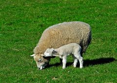 schmeckt nach Mama