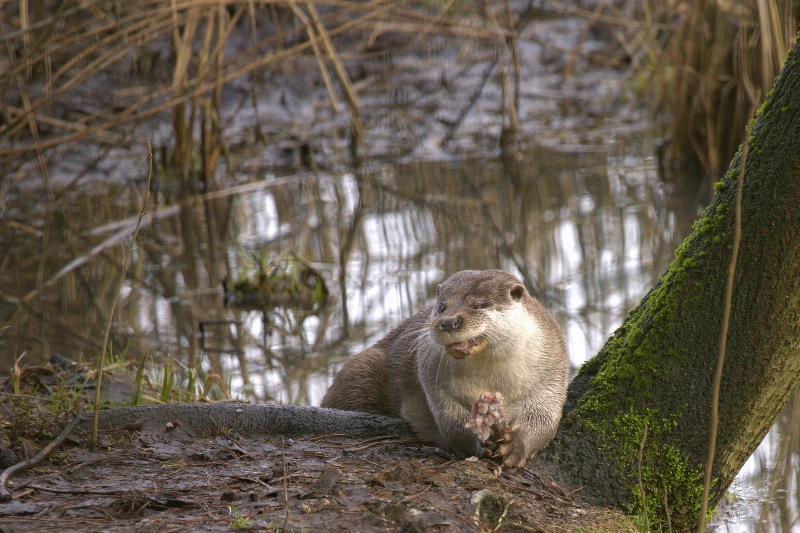 Schmeckt nicht....