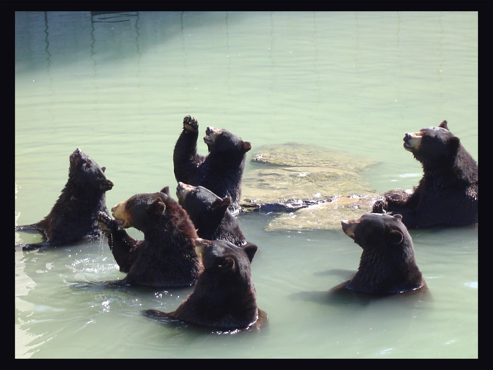 schmeiß endlich das Duschbad runter! ich will ein Eisbär sein ....