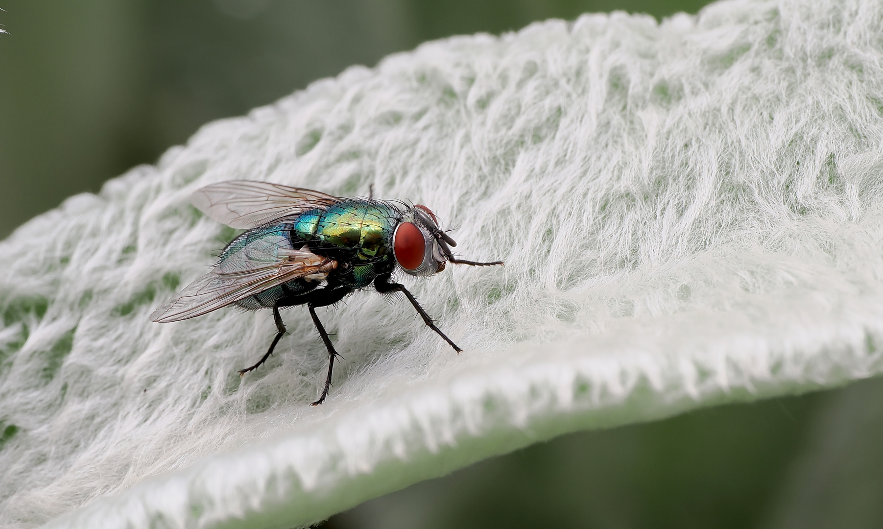 Schmeiss mal ne Schmeissfliege rüber