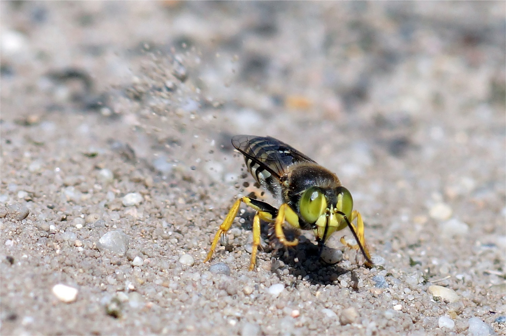 Schmeiß weg den Sand...  ( Bembix rostrata, Geschnäbelte Kreiselwespe)