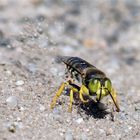 Schmeiß weg den Sand...  ( Bembix rostrata, Geschnäbelte Kreiselwespe)