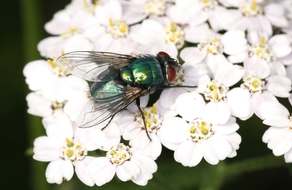 Schmeißfliege