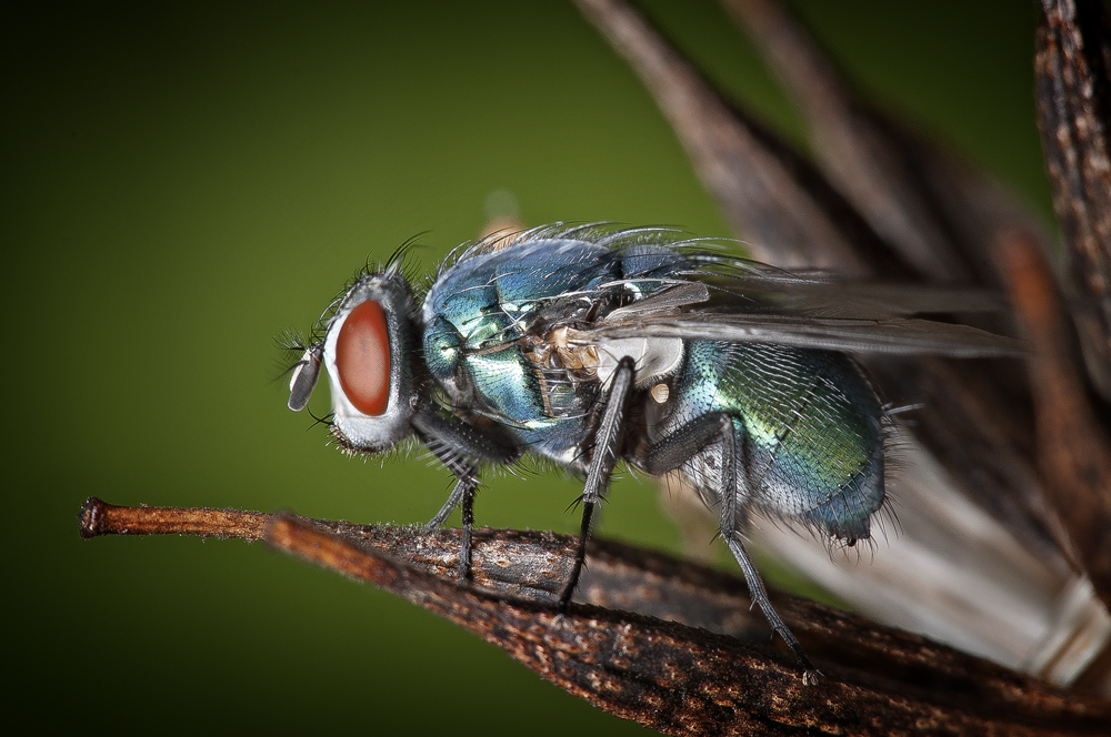 Schmeißfliege