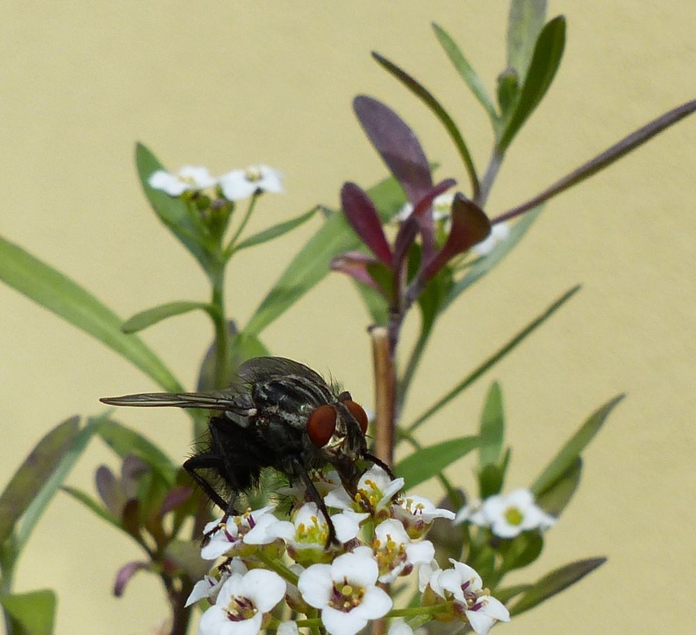 Schmeißfliege