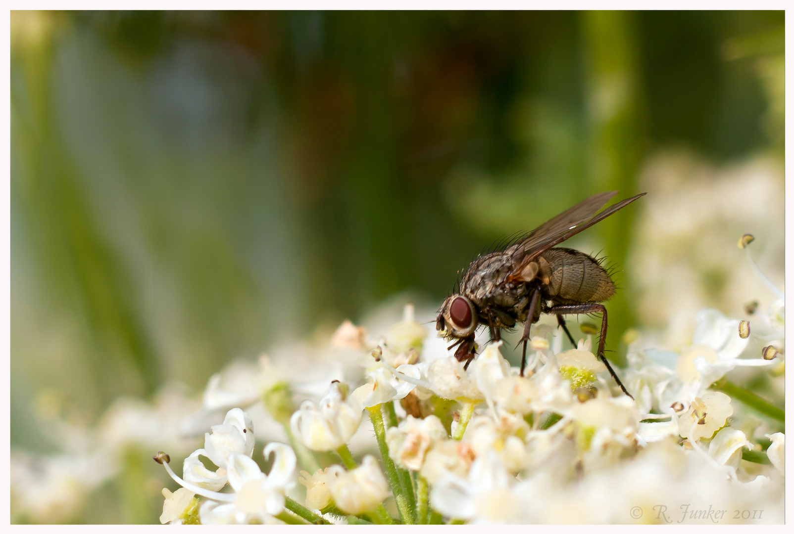 Schmeißfliege 2