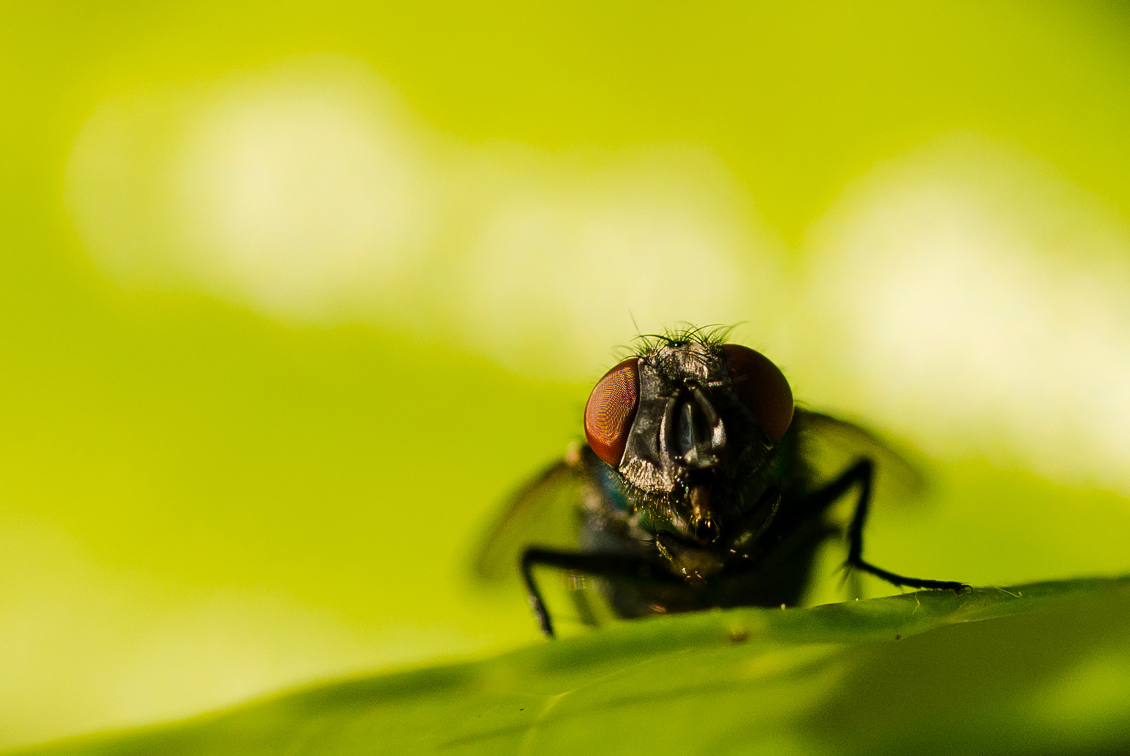 Schmeißfliege