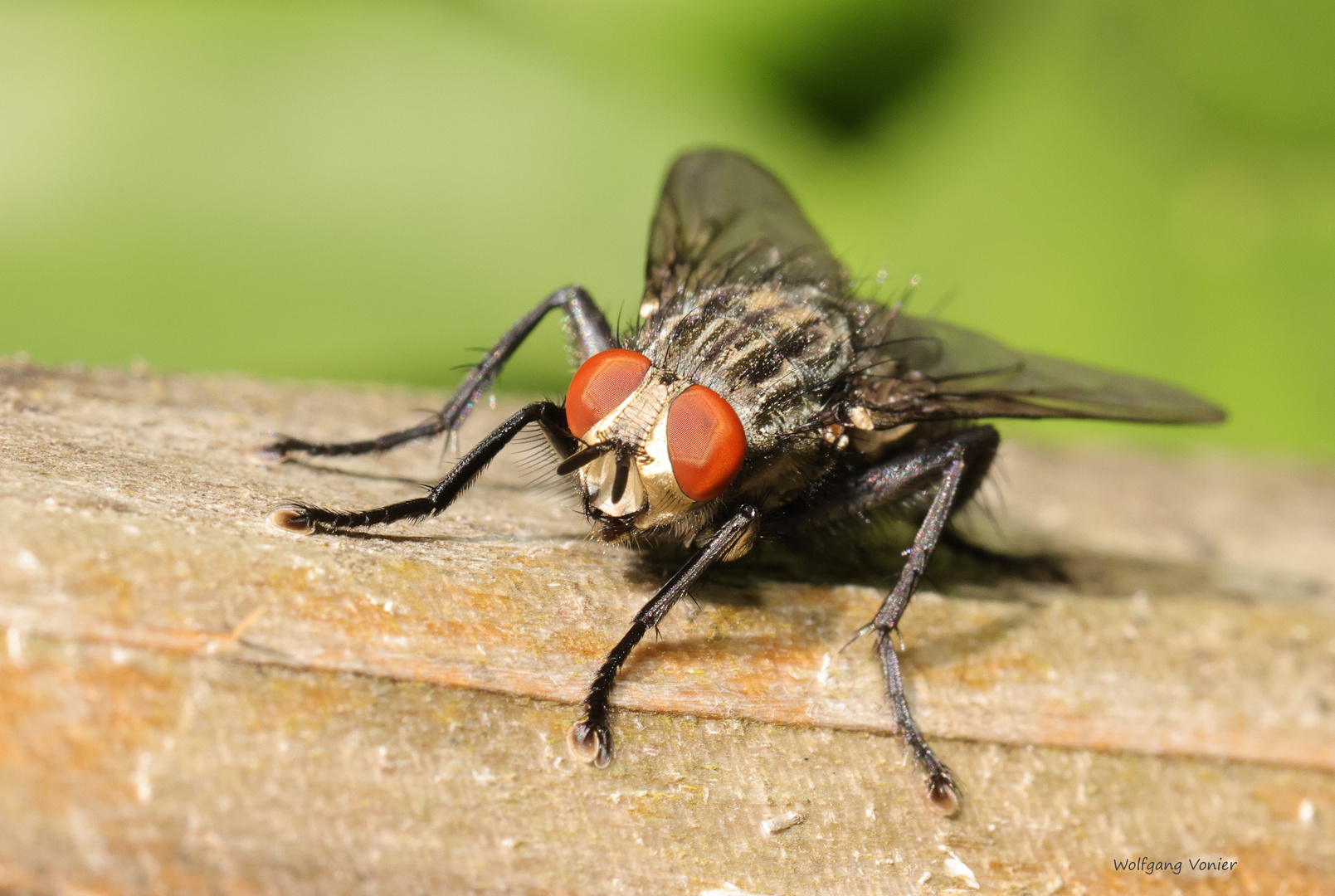 Schmeißfliege